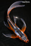 9.75" SHUSUI BUTTERFLY
