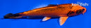 5.5" ORENJI MATSUBA