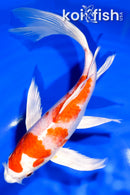 8.25" HARIWAKE BUTTERFLY