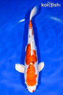 12.75" HEISEI NISHIKI