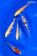 PACK OF (5) 4-4.5" STANDARD KOI