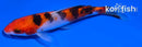 4.5" SANKE