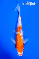 6.5" GINRIN KOHAKU