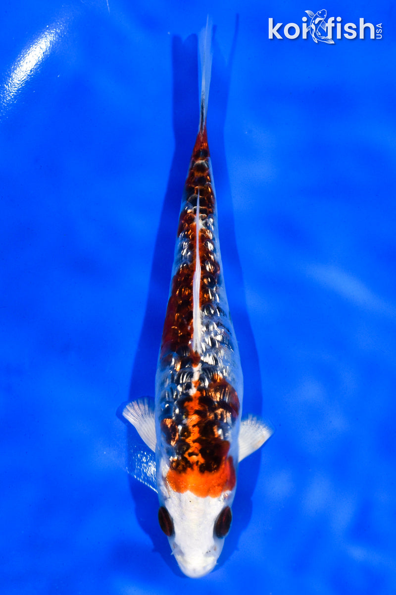 5.5" GINRIN ARAGOKE KUJAKU