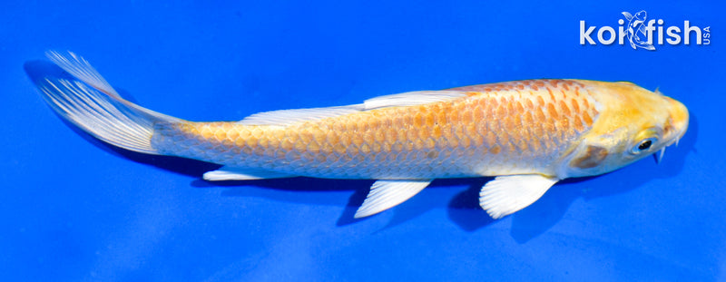 5.5" YAMABUKI OGON