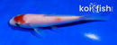 4.5" KOHAKU