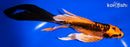8" BENI KIKOKURYU BUTTERFLY