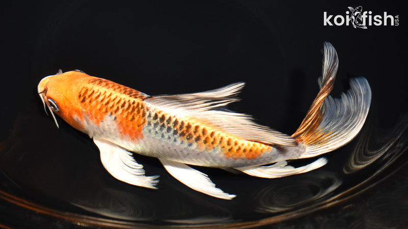 9.5" KUJAKU BUTTERFLY