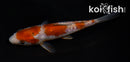 4.5" ARAGOKE OCHIBA SHIGURE