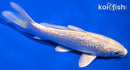 5" GINRIN HARIWAKE
