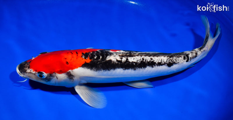 13.75" DOITSU GOSHIKI
