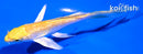 4.5" GINRIN YAMABUKI OGON BUTTERFLY