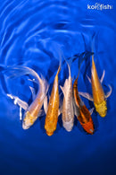 PACK OF (5) 4.5-5" BUTTERFLY KOI