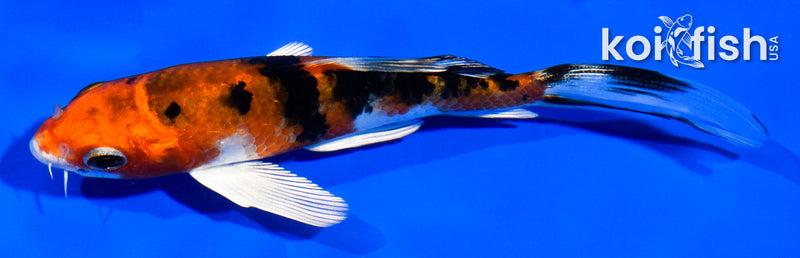 5" YAMATO NISHIKI BUTTERFLY