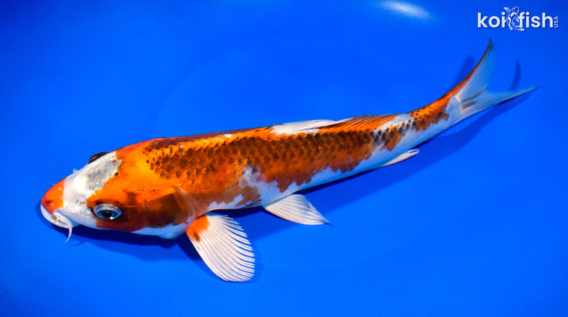 10.5" KUJAKU