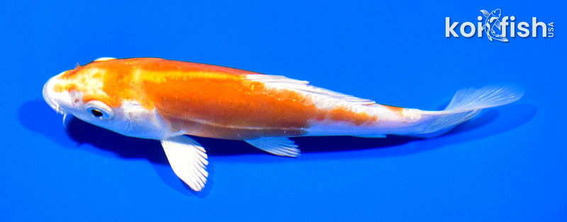 6.5" KIKUSUI