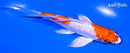 5.25" KIKUSUI BUTTERFLY