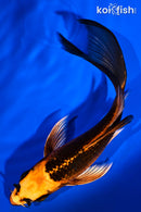 5.5" ORENJI MATSUBA BUTTERFLY