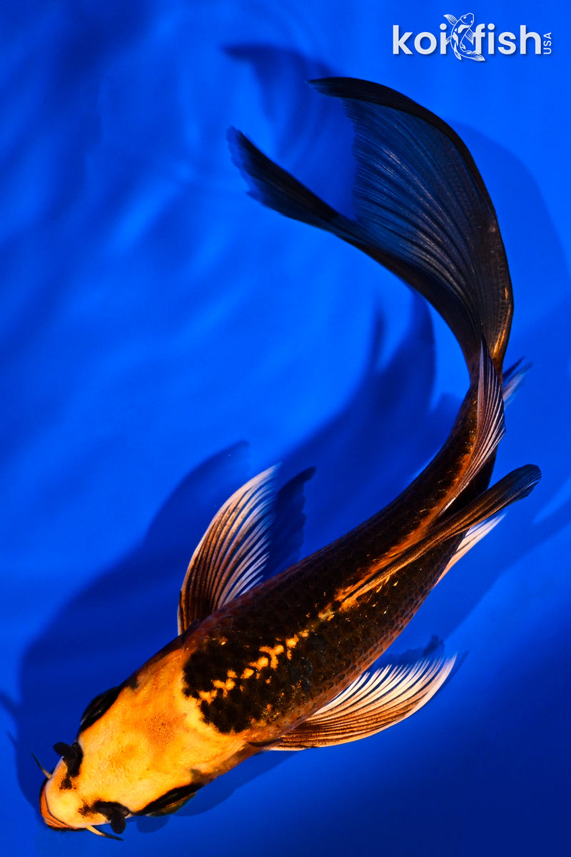 5.5" ORENJI MATSUBA BUTTERFLY