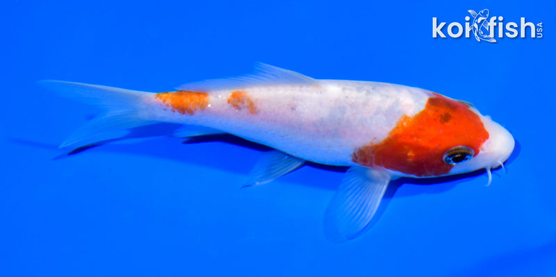 5' GOROMO