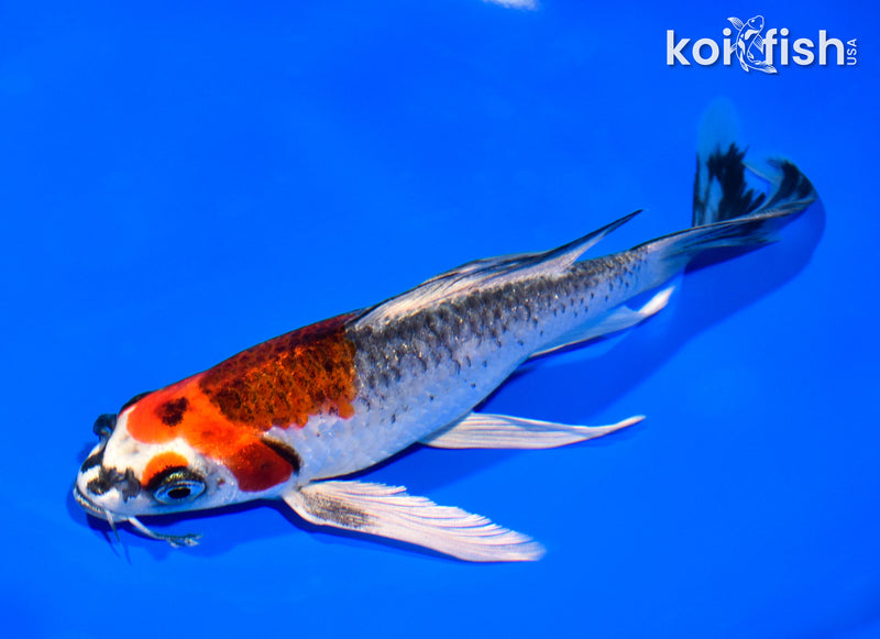 7.5" BENI GINGA BUTTERFLY