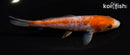 5.25" ARAGOKE OCHIBA SHIGURE