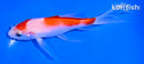 5.75" KOHAKU BUTTERFLY
