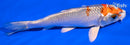 6" KUJAKU