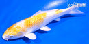 6" GINRIN LEMON HARIWAKE