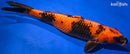 16.25" KIN HI UTSURI