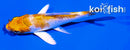 4" HARIWAKE BUTTERFLY