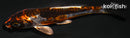 4" BENI KIKOKURYU