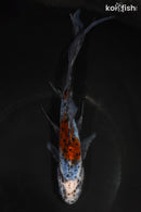 8.5" SHUBUNKIN GOLDFISH