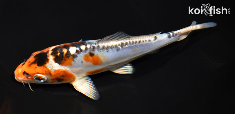 7.25" BENI KIKOKURYU