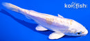 5.5" DOITSU HARIWAKE