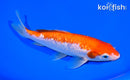 6.5"GINRIN KOHAKU