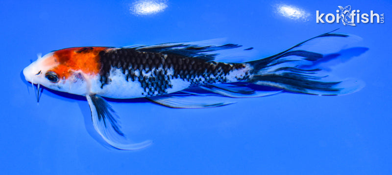 7.5" BEINI MATSUKAWABAKE BUTTERFLY