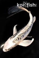 7.5" ARAGOKE GIN MATSUBA BUTTERFLY