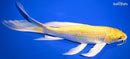 9.5" YAMABUKI OGON BUTTERFLY