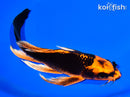 8.5" ORENJI MATSUBA BUTTERFLY