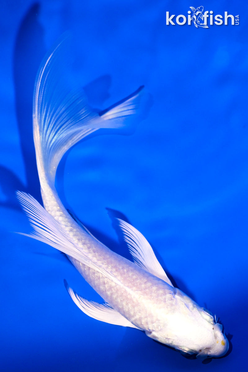 5.75" PLATINUM OGON BUTTERFLY