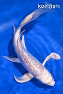 8" GINRIN PLATINUM OGON BUTTERFLY