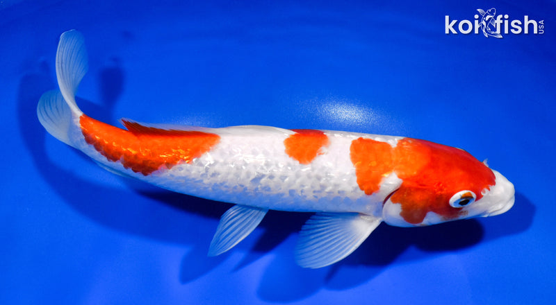 10" GINRIN SANDAN KOHAKU
