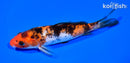6.25" SANKE