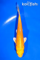 4" YAMABUKI OGON