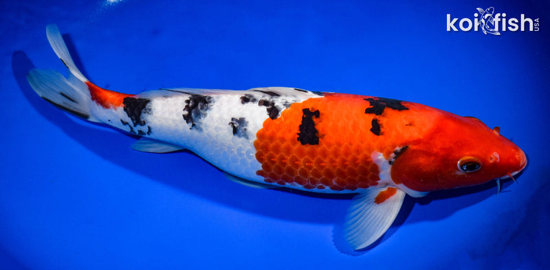 14.5" SANKE