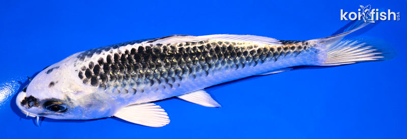 6.75" GIN MATSUBA
