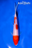 6" KOHAKU