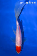 7.75" TANCHO SARASA COMET GOLDFISH