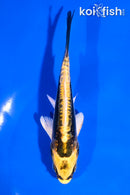 5" KIN KIKOKURYU